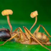 Гриб-паразит Кордицепс на муравье