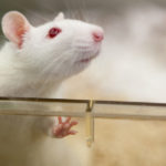 Точность попадания: световая молекула-гибрид остановила рост опухоли у животных
