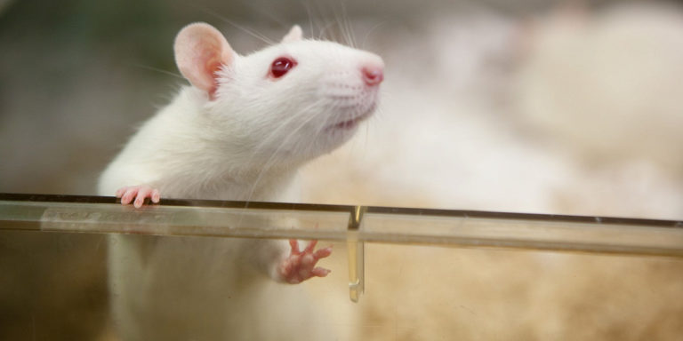 Точность попадания: световая молекула-гибрид остановила рост опухоли у животных