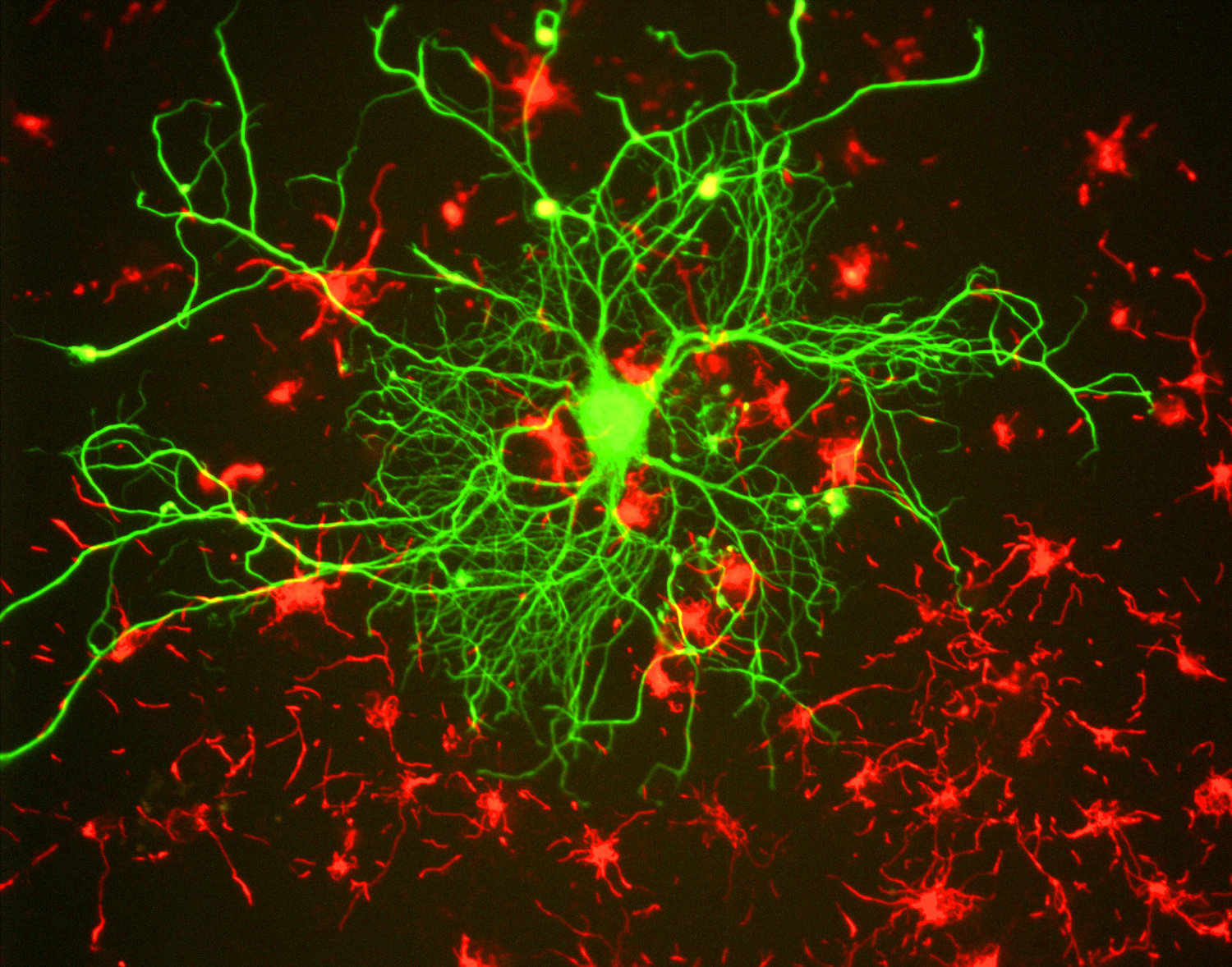 Визуализация кортикальных нейронов