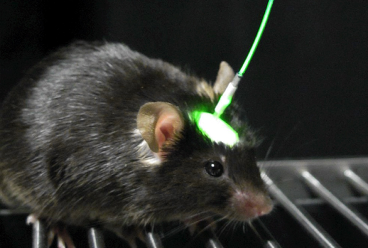 Оптогенетика позволяет контролировать нейроны светом