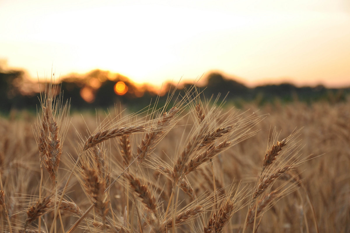 Ученые провели анализ зараженности пшеницы на части территорий России