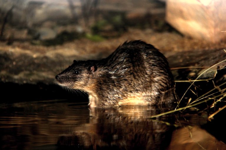 Ракали — водяные крысы — могут достигать более килограмма веса