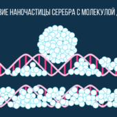 Распределение нанокластеров серебра вдоль цепи ДНК за счёт диффузии