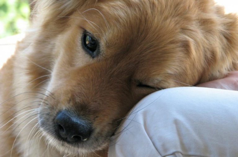 Биохимия любви: в чем секрет собачьей преданности?