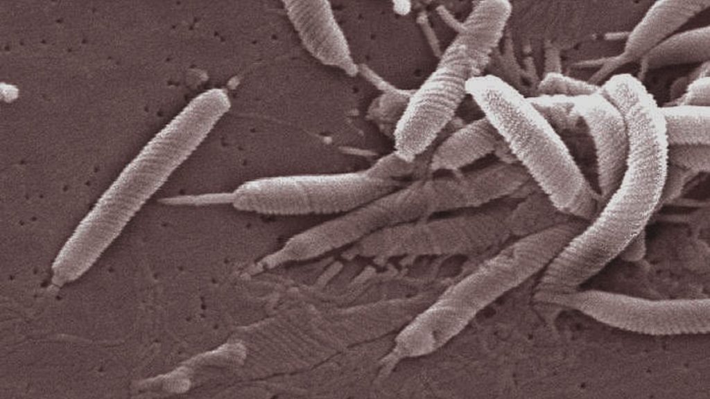 Helicobacter pylori