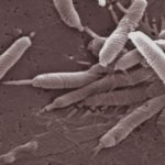 Резистентность опасной бактерии к антибиотикам удвоилась за 20 лет
