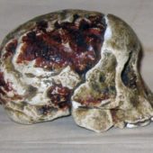 Череп детеныша Australopithecus africanus (австралопитек африканский) с естественным эндокраном (внутренним слепком черепа)