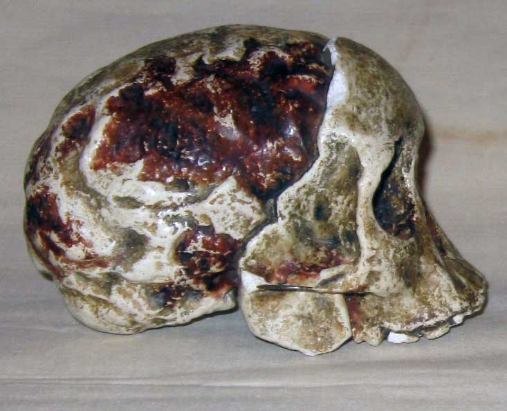 Череп детеныша Australopithecus africanus (австралопитек африканский) с естественным эндокраном (внутренним слепком черепа)