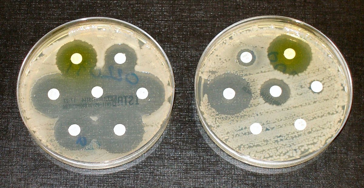 Тесты на устойчивость к антибиотикам. Бактерии высевают штрихами на чашках с белыми дисками, пропитанными антибиотиком. Чистые кольца, как на чашке слева, показывают, что бактерии не выросли — что свидетельствует об отсутствии устойчивости у этих бактерий. Бактерии на чашке справа полностью восприимчивы только к трем из семи протестированных антибиотиков