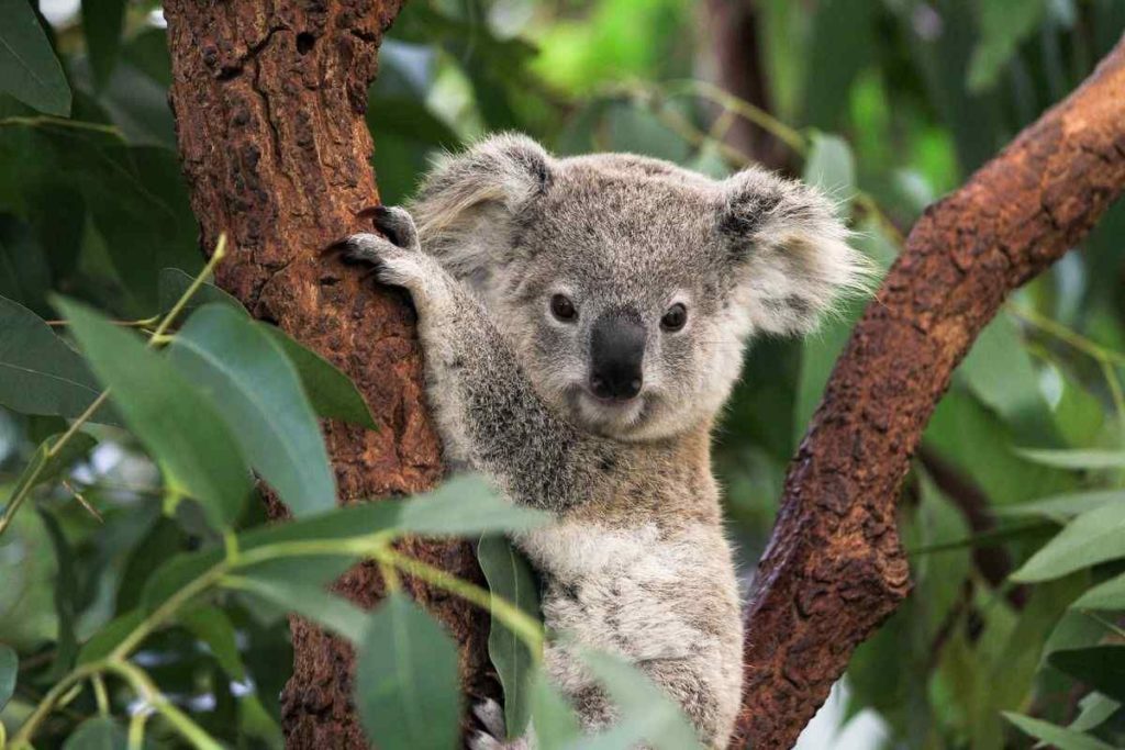 Коала