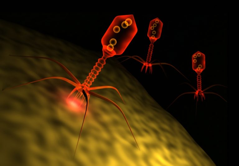Открыты новые вирусы, взаимодействующие с возбудителями внутрибольничных инфекций