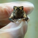 Ученые спасают вымирающих хохлатых жаб с помощью ЭКО