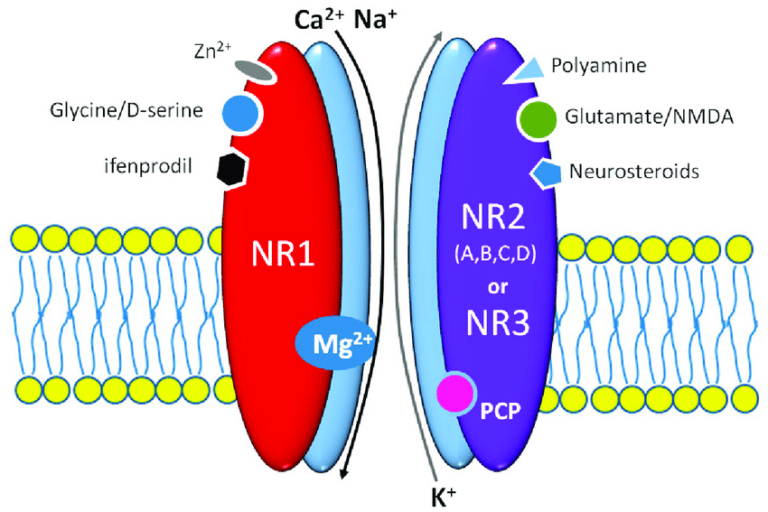 Схема работы NMDA-рецептора. Красным цветом обозначена глицин-связывающая субъединица, синим цветом — глутамат-связывающая.