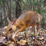 Найдены считавшиеся вымершими «олени» размером с кролика