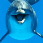 Дельфины оказались «правшами»