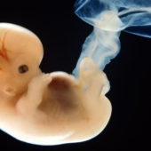Эмбрионы видят больше, чем считалось
