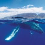 Китов назвали спасением от глобального потепления