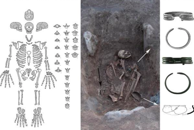 Обнаруженный скелет