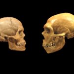 Определены гены, регуляция которых отличает современных людей от неандертальцев