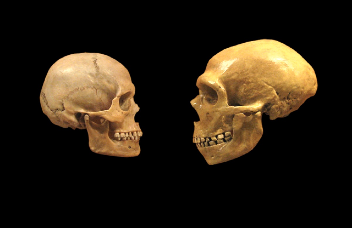 Черепа человека разумного и неандертальца