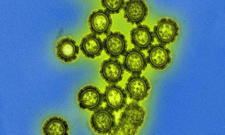 Вирусные частицы штамма H3N2