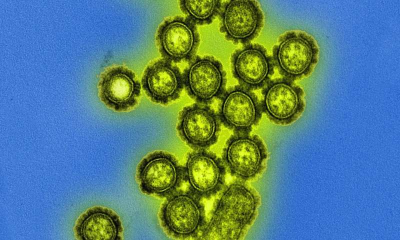 Вирусные частицы штамма H3N2