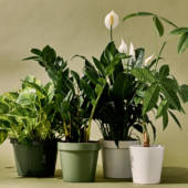 Комнатные растения проигрывают простой вентиляции помещения