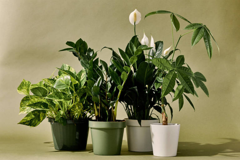 Комнатные растения проигрывают простой вентиляции помещения