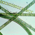 Ученые определили состав биотоплива из водорослей
