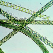 Водоросли Spirulina platensis