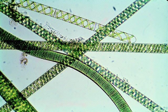 Водоросли Spirulina platensis