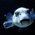Смертельный токсин рыбы фугу оказался защитой от стресса