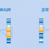 В результате хромосомных перестроек — делеций и дупликаций — число копий разных генов варьируется и может быть индивидуально для каждого человека