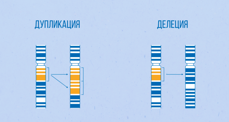 В результате хромосомных перестроек — делеций и дупликаций — число копий разных генов варьируется и может быть индивидуально для каждого человека