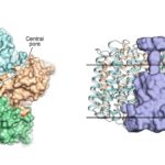 Ученые раскрыли структуру вирусного родопсина