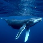 Большинству популяций горбатых китов больше не грозит вымирание