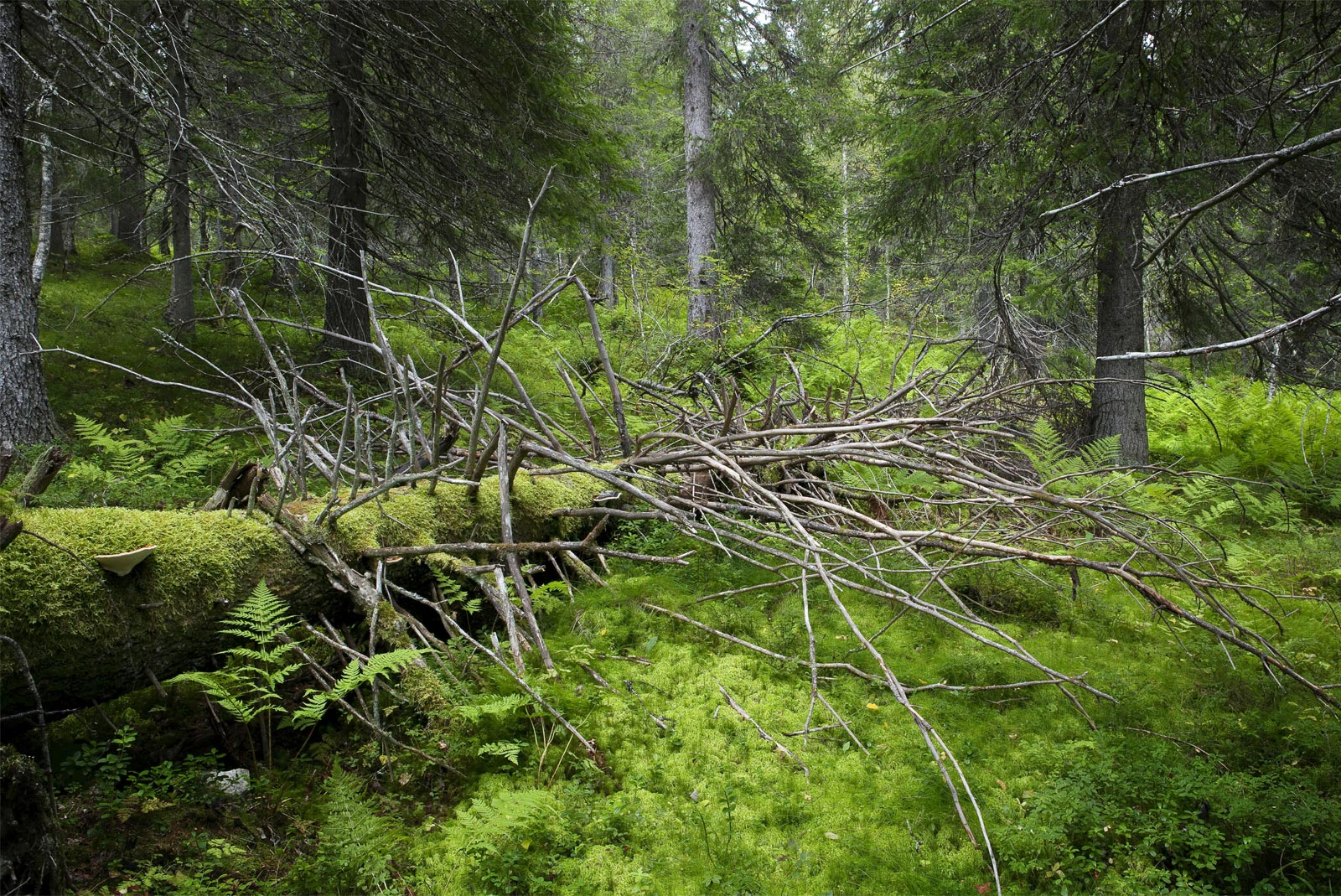 Северный бореальный лес