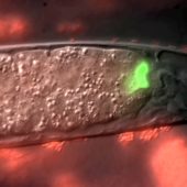 Клетки бактерий флуоресцируют в теле паразитической нематоды