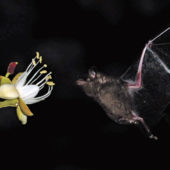 Летучая мышь-листонос у цветка Hymenaea cangaceira