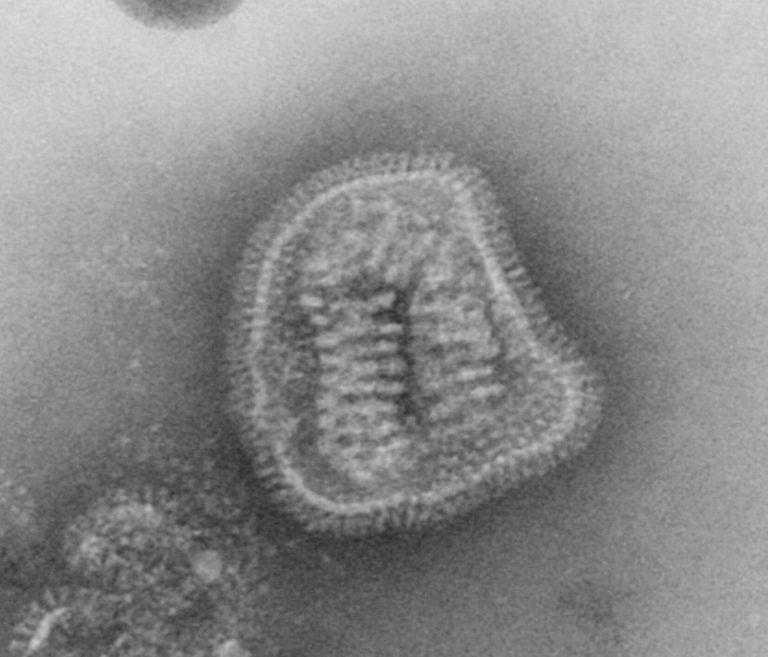 Микрофотография вируса гриппа