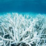 Мертвый коралловый риф заселили заново, обманув рыб звуками кипучей жизни