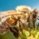 Жизнь пчел: зачем ученые их изучают