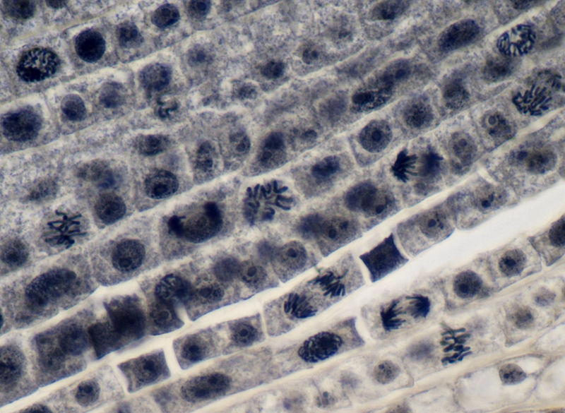 Клетки меристематической ткани лука