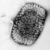 Микрофотография вируса коровьей оспы