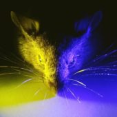 Эксперименты на мышах показали, что фильтрация синего света вечером не так уж и полезна