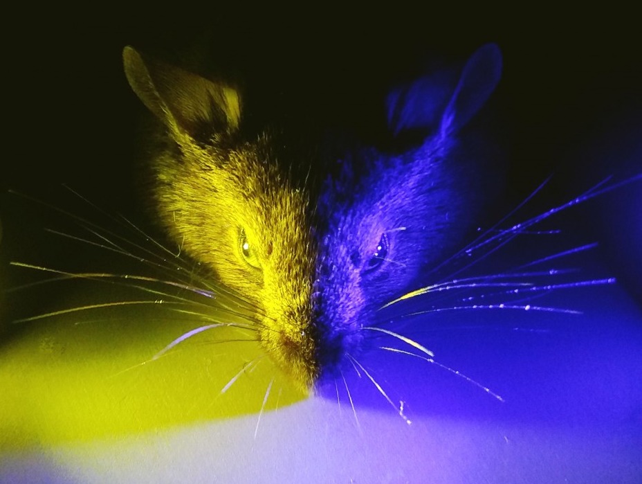 Эксперименты на мышах показали, что фильтрация синего света вечером не так уж и полезна