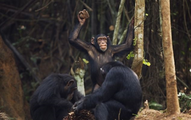 У шимпанзе своеобразные развлечения
