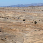 В пустыне обнаружена уникальная экосистема, адаптированная к жизни без воды
