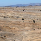 «Экстремальные» сообщества организмов придают пятнистый оттенок пустыне Атакама в национальном парке Пан-де-Асукар